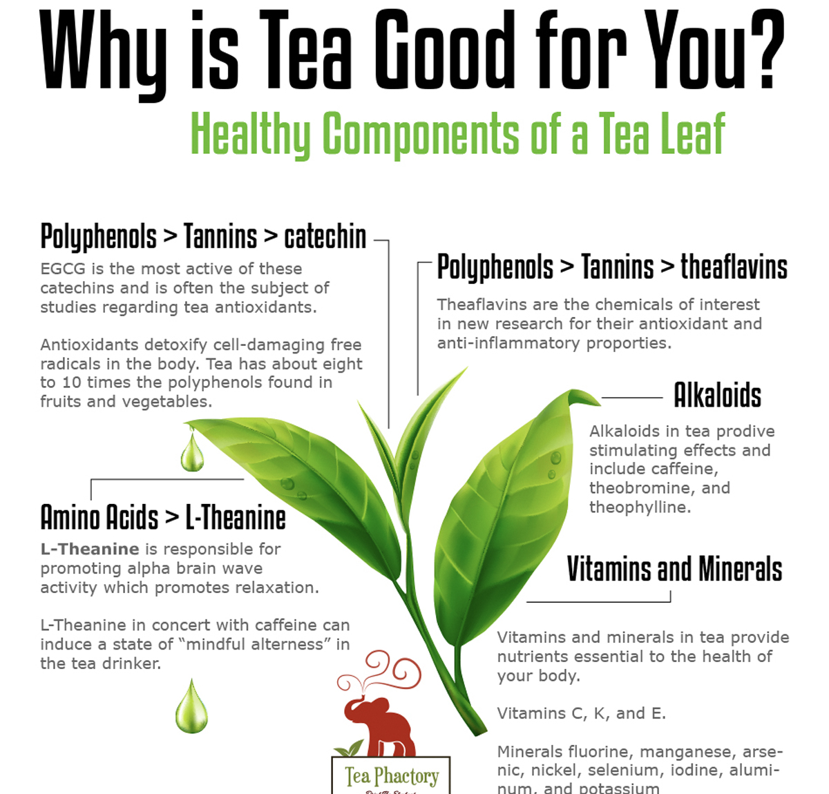 Why is tea good for you? Digital Infographic and Print Poster