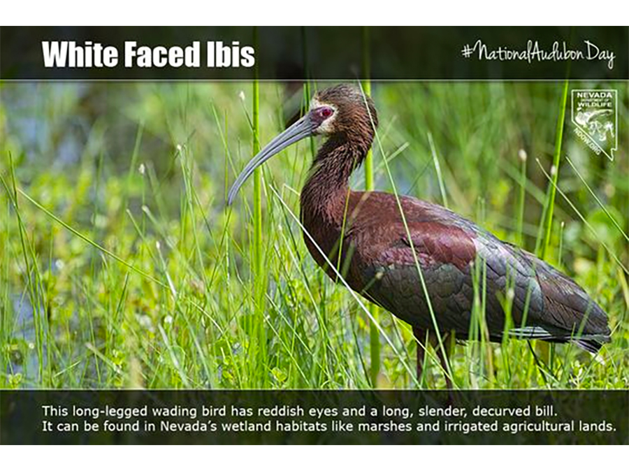 National Audubone Day - White Face Ibis  #NationalAudubonDay