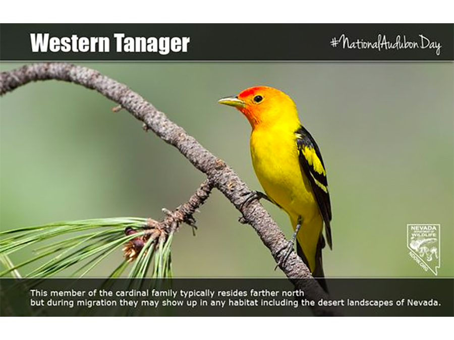 National Audubone Day - Western Tanager #NationalAudubonDay