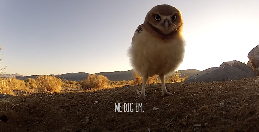Video: Burrowing Owls